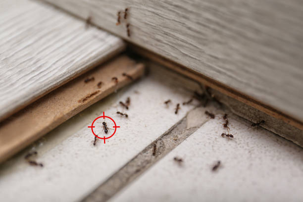 Best Emergency Pest Control  in Garfield Heights, OH
