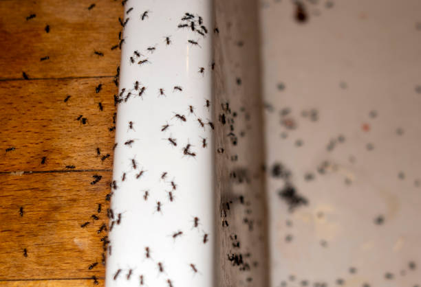Best Ant Control Services  in Garfield Heights, OH
